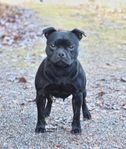 Staffordshire Bullterrier Hane