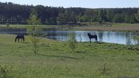 Lösdrift liten flock stor hage