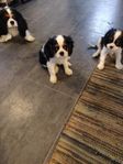 cavalier King Charles spaniel valper.