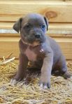 Cane Corso 75 % x 25 %mastiff - valpar !!