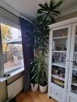 2st stora dracena