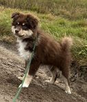 Finsk lapphund valp