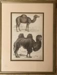 Original 1840s scientific print / Bactrian camel. Dromedary