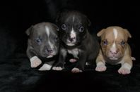 American Bully pocket