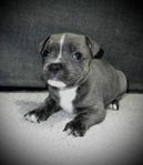 Staffordshire bullterrier Valpar 