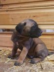 Cane Corso/ Mastiff - valpar