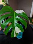 Monstera variegata 