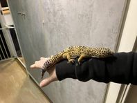 leopardgecko Hanne 