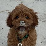 Cavapoo valpar 