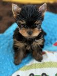 yorkshireterrier 