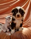 Miniature American Shepherd valpar leverans klara 30/11