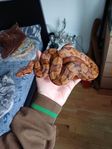 Kejsarboa (BCI) Hypo blood 50% het leopard hona