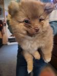 Pomeranian/Chihuahua killar