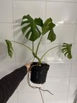 Monstera blommor