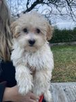 Maltipoo valpar leveransklara