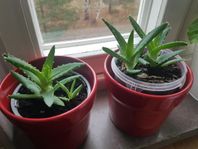 Aloe Vera 