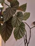 Begonia krukväxt