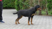 Supervacker rottweiler tik