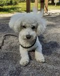 Omplacering Bichon Frise 