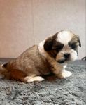 shihtzu valp SKK reggad 