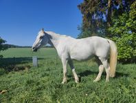 Lipizzaner sto, Irish Cob 