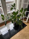 Bengalensi Ficus - Fikusträd (säljes i plastkruka)