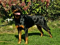 Rottweiler tik 2 år