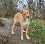 Canaan dog