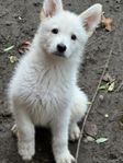 Puppy - Swiss Shepherd/Alaskan Malamute