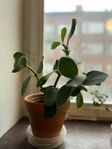 Beautiful House Plants Växter  for Sale! 