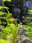 4 Orangea Mickey mouse platy yngel