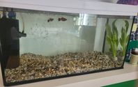 Paket Akvarium 60*30*30