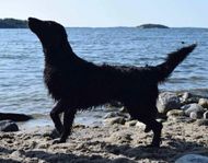 Flatcoated retriever 