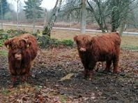 2 st tjurkalv Highland Cattle