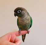 Conure ungar 2024