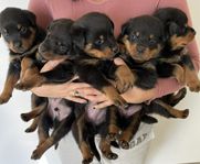 rottweiler valpar 