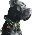 skk-reg cane corso hane