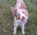 bordercollie tik snart 1.5 år