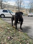 american Bully söker fodervärd 