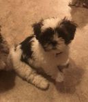 Shihtzu/LhasaApso tik valp