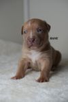 American bully valpar med stamtavla