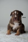 American bully valpar med stamtavla