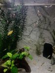 Mix guppyes - platy