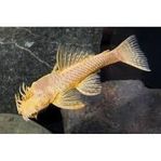 Albino ancistrus 