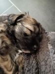 chinese crested med stamtavla