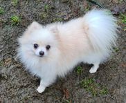 Pomeranian 75 % och Chihuahua 25 %