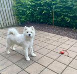 5 åring samojed, samojedhund (hane)