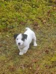 Jack Russell terrier Skk registrerade 