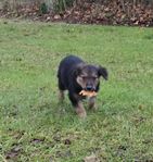 Bordercollie/Golden/Labrador valpar 