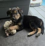 Bordercollie/Golden/Labrador valpar 